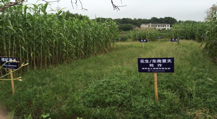湖南省休耕式治理植物篩選試驗